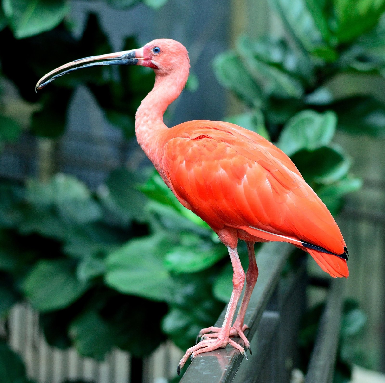 Scarlet ibis in the coastal wetlands of the Parnaíba Delta